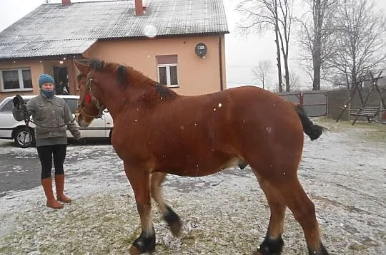 Koń zimnokrwisty