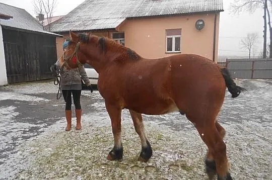 Koń zimnokrwisty