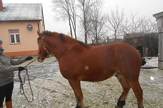 Koń zimnokrwisty