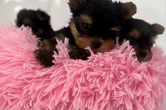 Yorkshire terrier mini