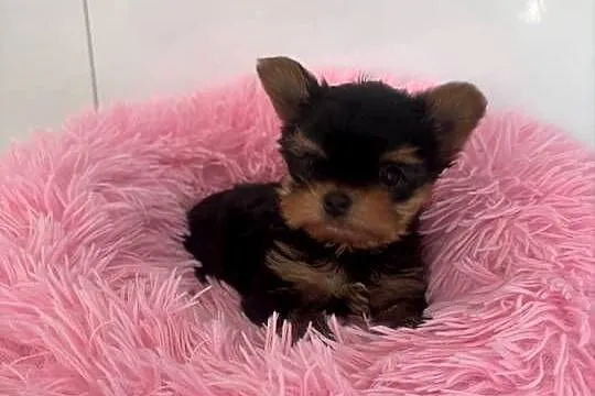 Yorkshire terrier mini, Lubuskie, Świecko