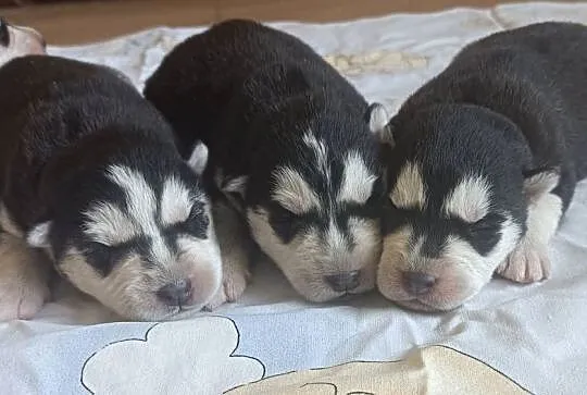 Szczeniaczki Siberian husky z elitarnym rodowodem
