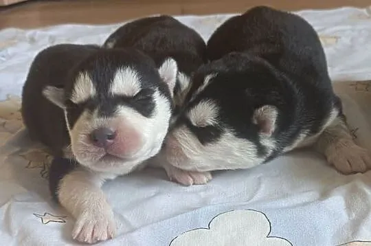 Szczeniaczki Siberian husky z elitarnym rodowodem, Łódzkie, Krośniewice