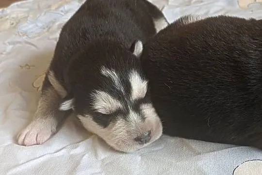 Szczeniaczki Siberian husky z elitarnym rodowodem, Łódzkie, Krośniewice