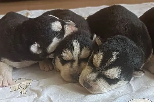 Szczeniaczki Siberian husky z elitarnym rodowodem, Łódzkie, Krośniewice
