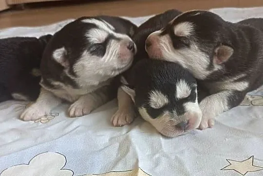 Szczeniaczki Siberian husky z elitarnym rodowodem, Łódzkie, Krośniewice