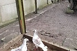 Rzeszowskie zamienię lub sprzedam