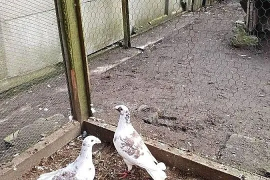 Rzeszowskie zamienię lub sprzedam