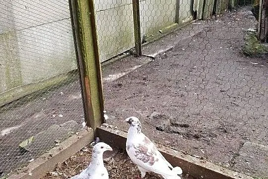Rzeszowskie zamienię lub sprzedam, Łódzkie, Radomsko