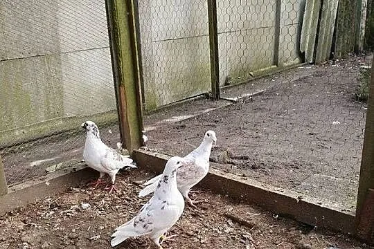 Rzeszowskie zamienię lub sprzedam, Łódzkie, Radomsko