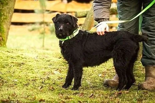 Czarna Mamba - sama słodycz :),  warmińsko-mazursk