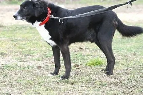 Bezproblemowy psiak Gacek szuka domu,  wielkopolsk