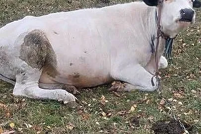 Jalowica 600 kg