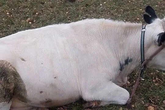 Jalowica 600 kg, Podlaskie, Kalinówka Królewska