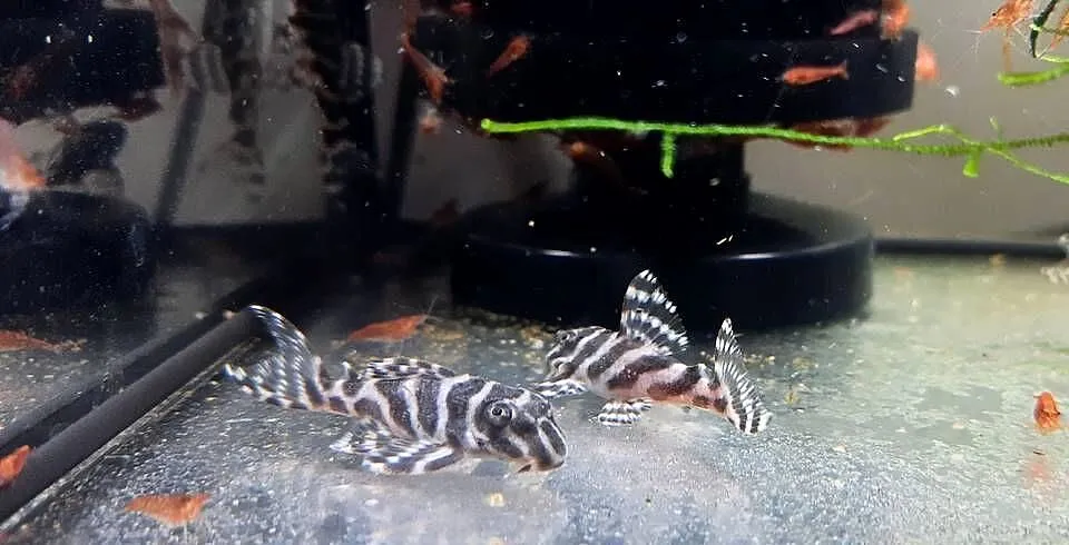 Hypancistrus L173 zbrojnik glonojad, Podlaskie, Białystok