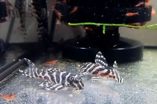 Hypancistrus L173 zbrojnik glonojad, Podlaskie, Białystok