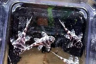 Hypancistrus L173 zbrojnik glonojad, Podlaskie, Białystok