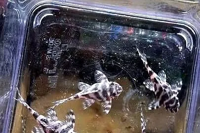Hypancistrus L173 zbrojnik glonojad, Podlaskie, Białystok