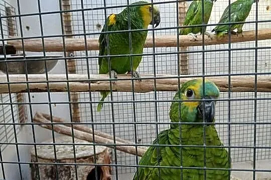 Amazonka niebieskoczelna, Śląskie, Gaszowice
