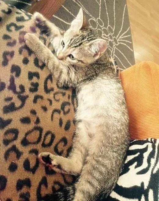 Trzymiesięczna kocia dama szuka domu! :-), mazowi