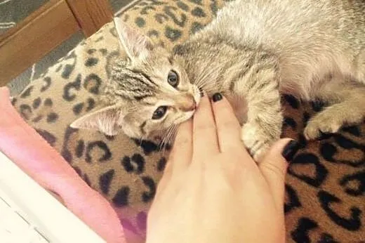 Trzymiesięczna kocia dama szuka domu! :-),  mazowi