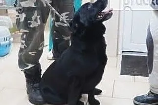 Sympatyczny psiak w typie labradora szuka domu, , Wojtyszki