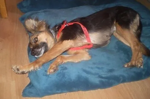Mała Milka - odczaruj zły los delikatnej suni,  ku