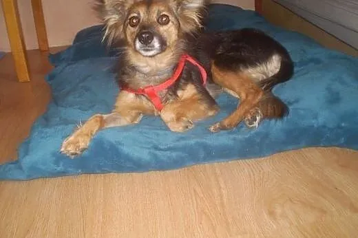 Mała Milka - odczaruj zły los delikatnej suni,  ku