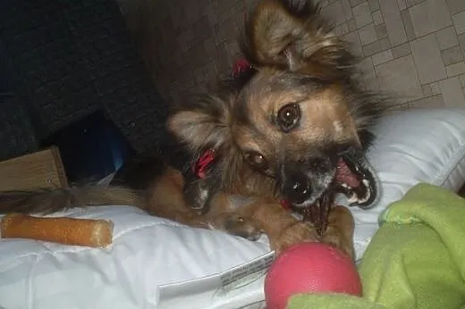 Mała Milka - odczaruj zły los delikatnej suni,  ku