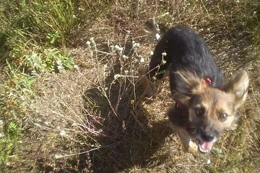 Mała Milka - odczaruj zły los delikatnej suni,  ku