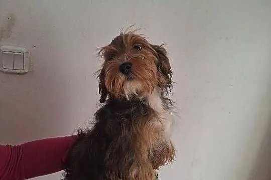 York Terrier