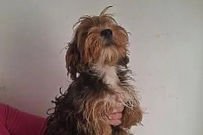 York Terrier, Świętokrzyskie, Starachowice