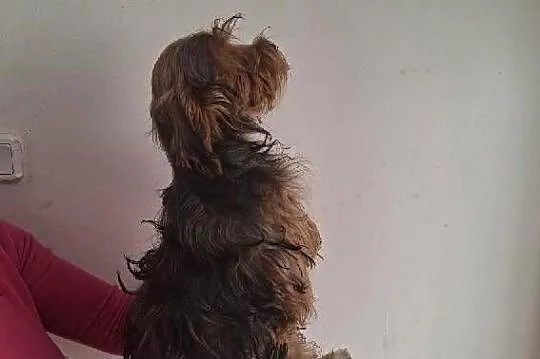 York Terrier, Świętokrzyskie, Starachowice