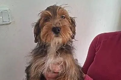 York Terrier, Świętokrzyskie, Starachowice