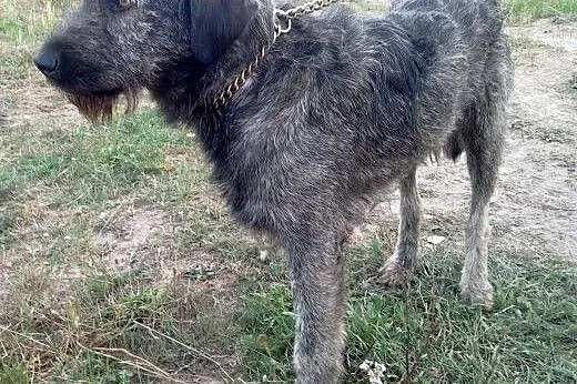 Dostojny SCOTTY,  Kundelki cała Polska