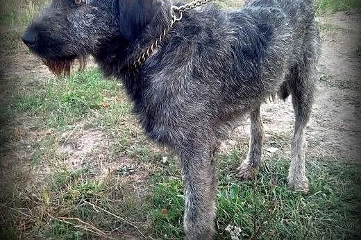 Dostojny SCOTTY,  Kundelki cała Polska
