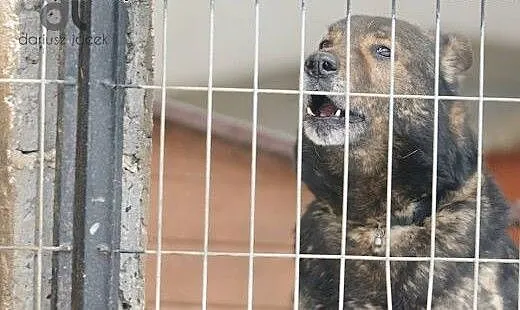 Lester świetny duży psiak czeka na ciebie w schron