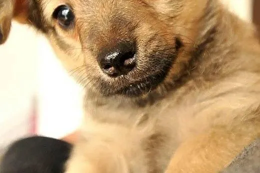 OSKAR - malutki szczeniaczek szuka troskliwego dom