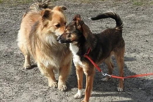 Mały, młody piesek Henio wygląda domu zza krat.,  