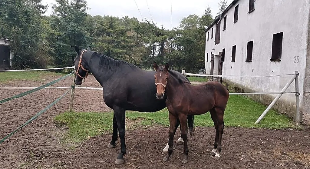 Sprzedam klacz (ur.2020) Magnum vd Bisschop x Stalypso, , Lipka