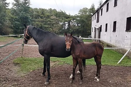 Sprzedam klacz (ur.2020) Magnum vd Bisschop x Stalypso, , Lipka