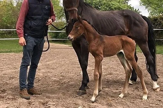 Sprzedam klacz (ur.2020) Magnum vd Bisschop x Stalypso, , Lipka
