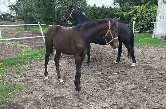 Sprzedam klacz (ur.2020) Magnum vd Bisschop x Stalypso, , Lipka