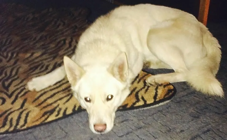 MALIBU idealny towarzysz szuka domu