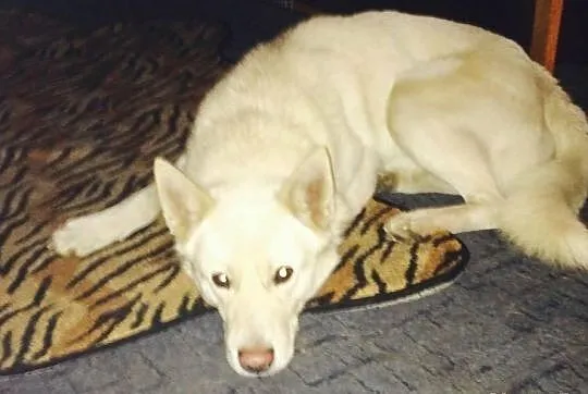 MALIBU idealny towarzysz szuka domu