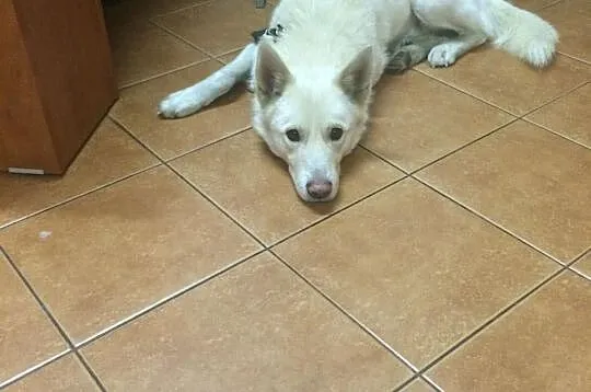 MALIBU idealny towarzysz szuka domu