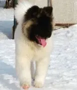 Fantastiska Akita-valpar söker ett kärleksfullt hem.
