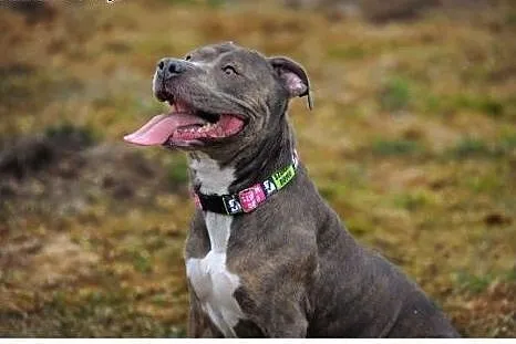 Amstaffka Lola czeka na dobry dom,  Amstaff cała P