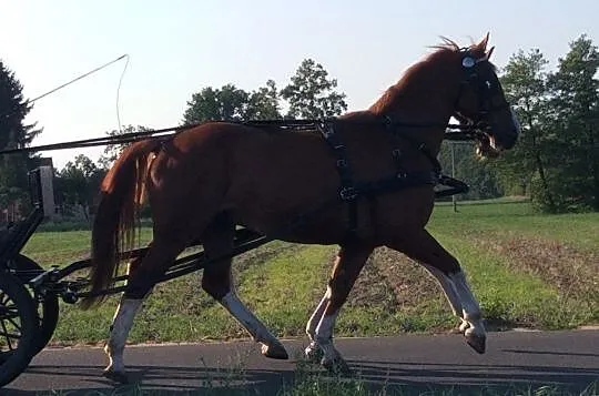Sprzedam piękną parę kasztanów