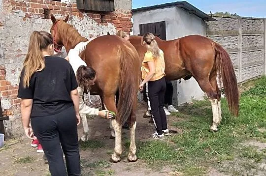 Sprzedam piękną parę kasztanów, , 